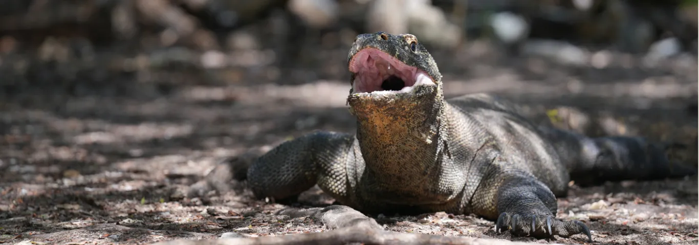 komodo
